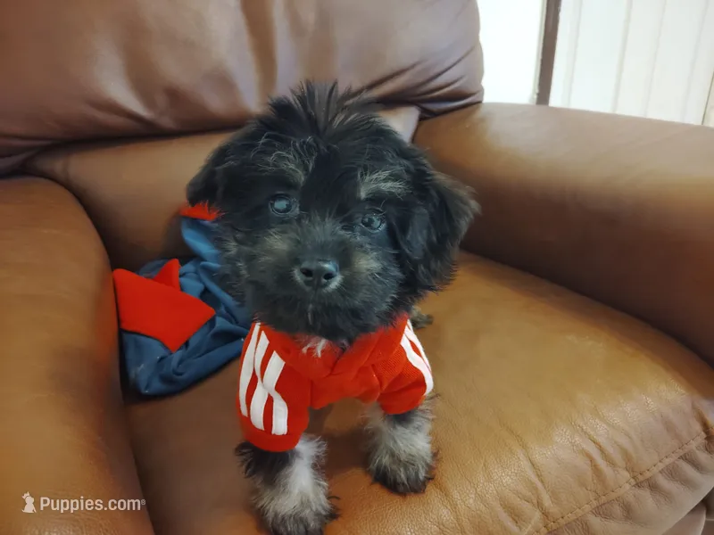 Lucky – Shih Tzu, Poodle - Toy  puppy for sale in Hoboken, NJ