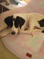 Cherry, a female Great Dane for sale in Herkimer, NY – 3 of 4