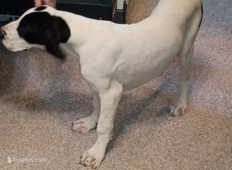 Cherry – Great Dane puppy for sale in Herkimer, NY