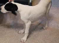 Cherry, a female Great Dane for sale in Herkimer, NY – 1 of 4