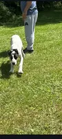 Cherry, a female Great Dane for sale in Herkimer, NY – 4 of 4