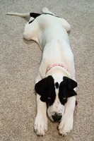 Cherry, a female Great Dane for sale in Herkimer, NY – 2 of 4