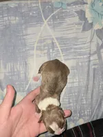Puppy C, a female Boston Terrier for sale in Hutchinson, KS – 2 of 2