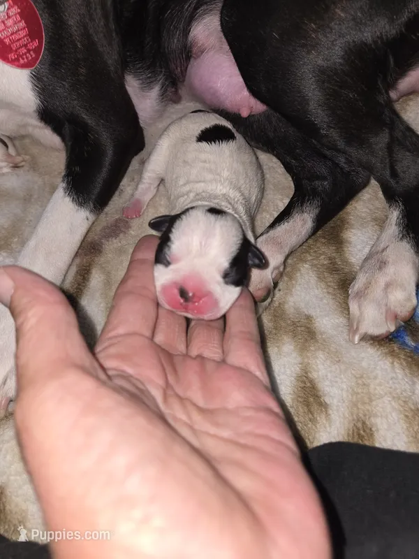Puppy B – Boston Terrier puppy for sale in Hutchinson, KS