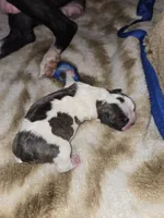 Puppy A, a female Boston Terrier for sale in Hutchinson, KS – 2 of 2