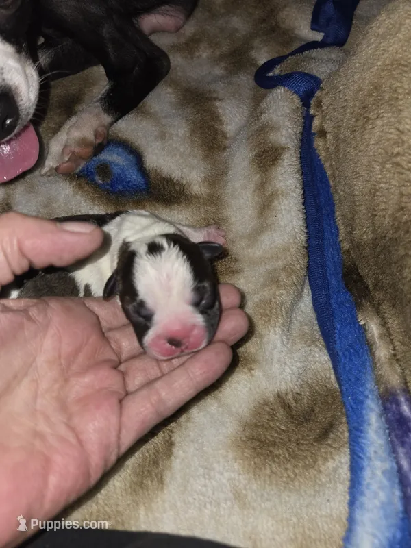 Puppy A – Boston Terrier puppy for sale in Hutchinson, KS