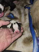 Puppy A, a female Boston Terrier for sale in Hutchinson, KS – 1 of 2