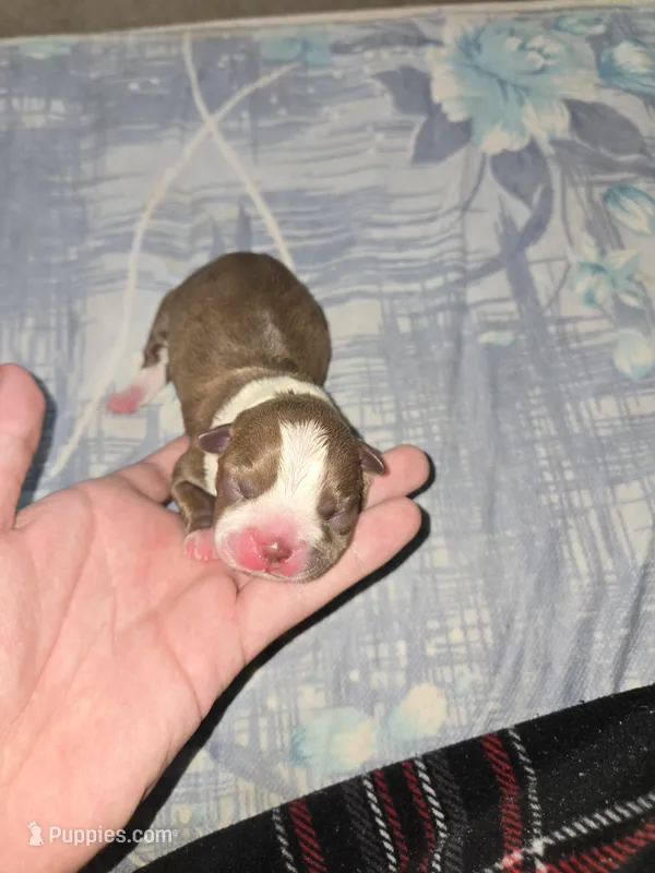 Puppy C – Boston Terrier puppy for sale in Hutchinson, KS