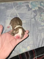 Puppy C, a female Boston Terrier for sale in Hutchinson, KS – 1 of 2