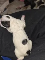 Puppy B, a female Boston Terrier for sale in Hutchinson, KS – 2 of 2