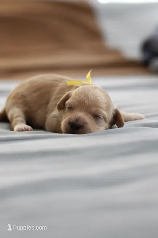 Miss Yellow – Maltipoo puppy for sale in Fort Worth, TX