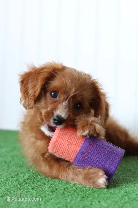 Romeo – Cavapoo puppy for sale in Fort Worth, TX