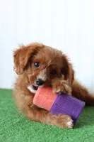 Romeo, a male Cavapoo for sale in Fort Worth, TX – 1 of 1