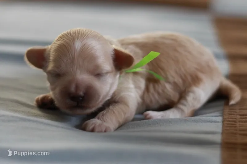 Miss Green  – Maltipoo puppy for sale in Fort Worth, TX