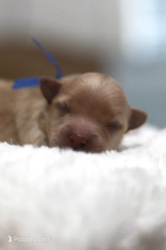 Mr. Dark Blue Collar – Maltipoo puppy for sale in Fort Worth, TX