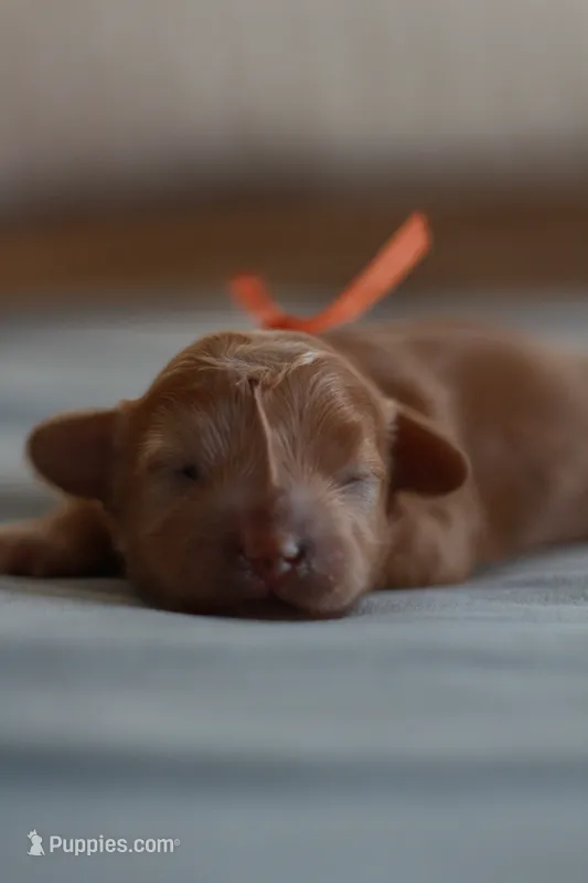 Miss Orange – Maltipoo puppy for sale in Fort Worth, TX