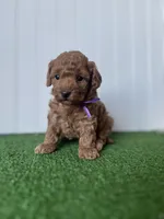 Miss purple collar, a female Poodle - Miniature  for sale in Fort Worth, TX – 1 of 3
