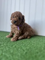 Miss purple collar, a female Poodle - Miniature  for sale in Fort Worth, TX – 2 of 3