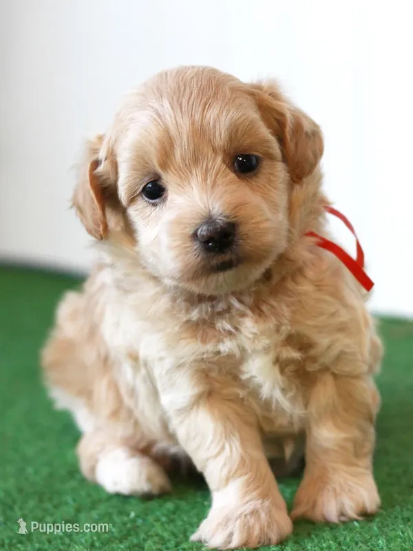 Mr. Red Collar – Maltipoo puppy for sale in Fort Worth, TX