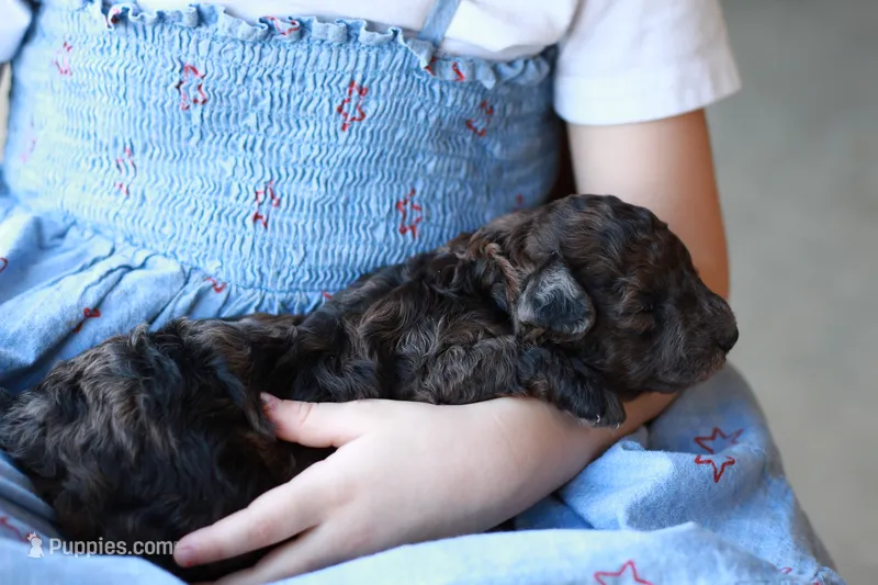Hershey – Poodle - Miniature  puppy for sale in Fort Worth, TX