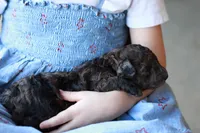 Hershey, a male Poodle - Miniature  for sale in Fort Worth, TX – 1 of 3