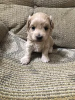 Mr. Red Collar, a male Maltipoo for sale in Fort Worth, TX – 2 of 2