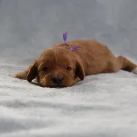 Lovie, a female Cavapoo for sale in Fort Worth, TX – Photo 3 of 5