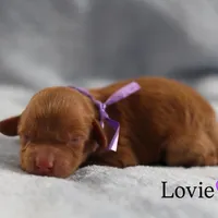 Lovie, a female Cavapoo for sale in Fort Worth, TX – Photo 5 of 5