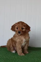 Lovie, a female Cavapoo for sale in Fort Worth, TX – Photo 1 of 5