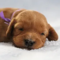 Lovie, a female Cavapoo for sale in Fort Worth, TX – Photo 2 of 5