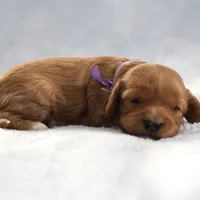 Lovie, a female Cavapoo for sale in Fort Worth, TX – Photo 4 of 5