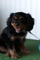 Tucker, a male Cavalier King Charles Spaniel for sale in Fort Worth, TX – 4 of 5