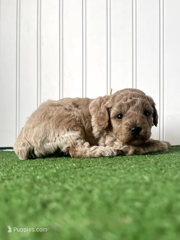 Miss yellow collar  – Poodle - Miniature  puppy for sale in Fort Worth, TX
