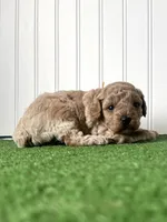 Miss yellow collar , a female Poodle - Miniature  for sale in Fort Worth, TX – 1 of 2