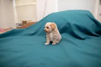 Archie, a male Maltipoo for sale in Fort Worth, TX – Photo 3 of 10