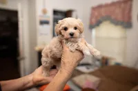 Archie, a male Maltipoo for sale in Fort Worth, TX – Photo 9 of 10