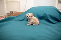 Archie, a male Maltipoo for sale in Fort Worth, TX – Photo 2 of 10