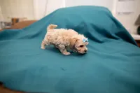 Archie, a male Maltipoo for sale in Fort Worth, TX – Photo 5 of 10