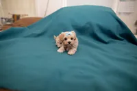 Archie, a male Maltipoo for sale in Fort Worth, TX – Photo 4 of 10