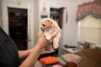 Archie, a male Maltipoo for sale in Fort Worth, TX – Photo 10 of 10