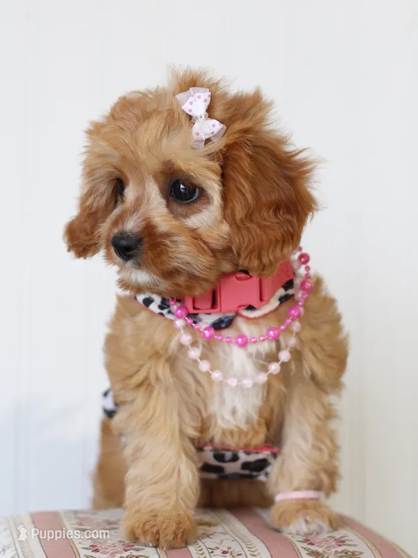 Sage – Cavapoo puppy for sale in Fort Worth, TX