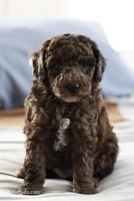 Hershey – Poodle - Miniature  puppy for sale in Fort Worth, TX