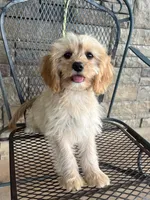 Dill, a male Cavapoo for sale in Fort Worth, TX – 1 of 4