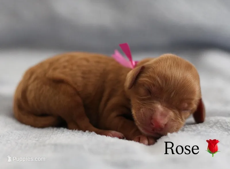 Rose, a female Cavapoo for sale in Fort Worth, TX – Photo 1 of 1