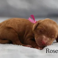 Rose, a female Cavapoo for sale in Fort Worth, TX – Photo 4 of 5