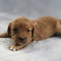 Rose, a female Cavapoo for sale in Fort Worth, TX – Photo 2 of 5