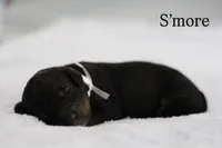 Rose, a female Cavapoo for sale in Fort Worth, TX – Photo 5 of 5