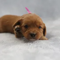 Rose, a female Cavapoo for sale in Fort Worth, TX – Photo 3 of 5