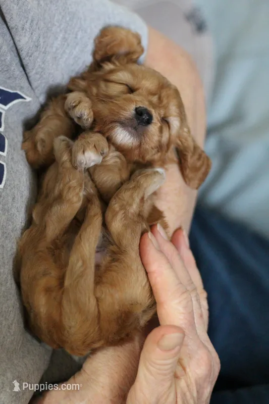 Rose – Cavapoo puppy for sale in Fort Worth, TX