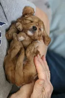 Rose, a female Cavapoo for sale in Fort Worth, TX – Photo 1 of 5